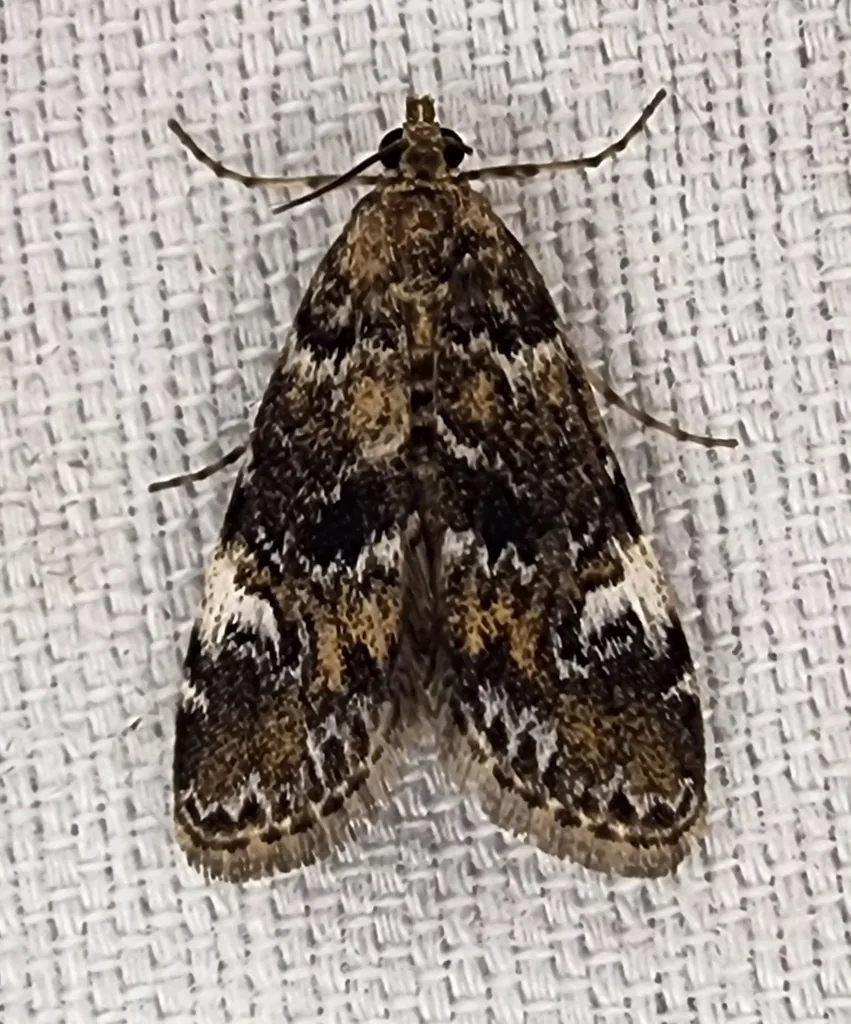 Waterlily leafcutter moth with mottled brown and white wings