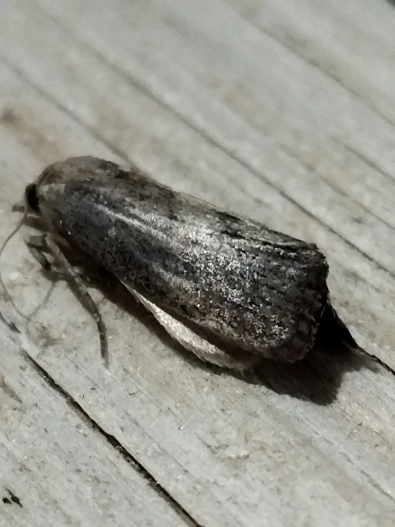 Adult greater wax moth, mottled gray-brown, resting on weathered wood
