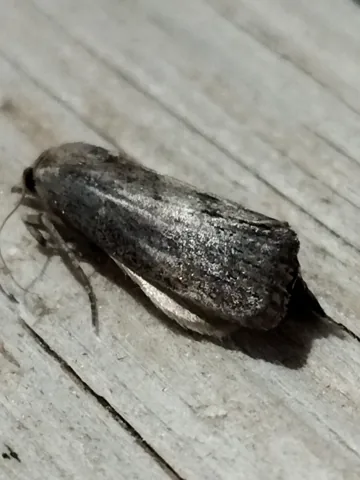 Adult greater wax moth, mottled gray-brown, resting on weathered wood