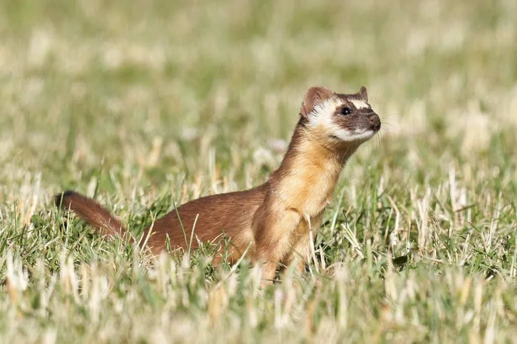 Long-tailed weasel standing in short grass, with a long brown body, cream-colored throat and chest, and pale face markings