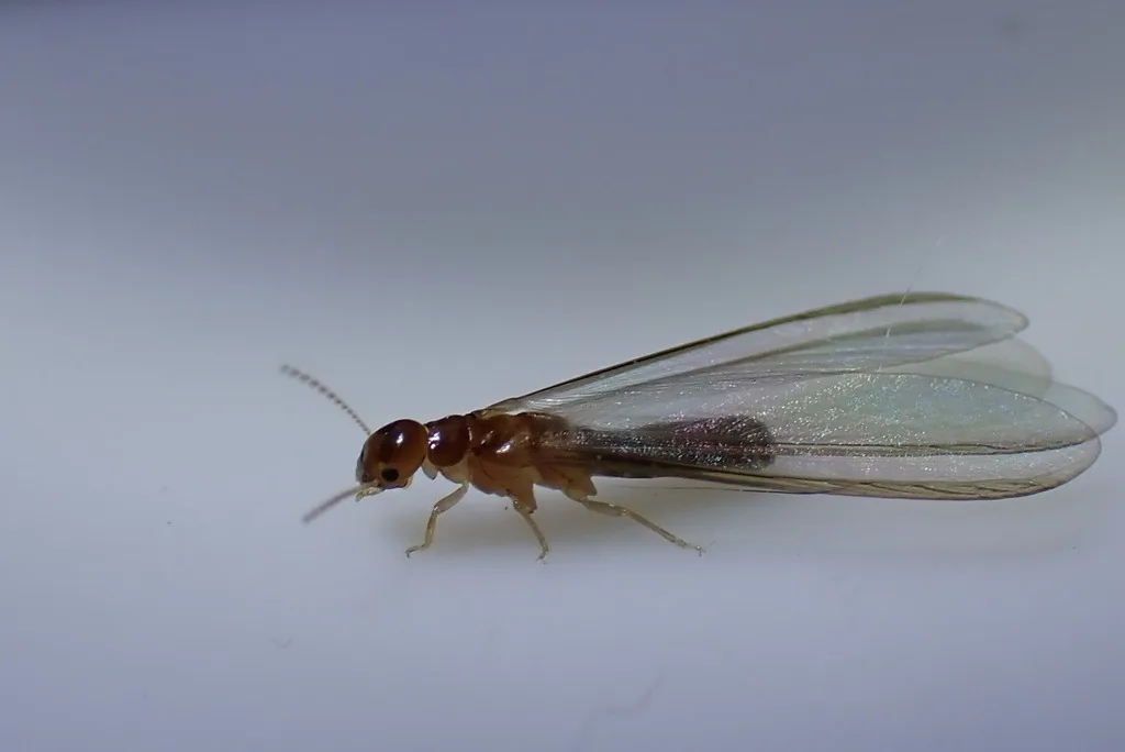West Indian drywood termite swarmer with a reddish-brown body and long translucent wings with dark front veins, on a white surface