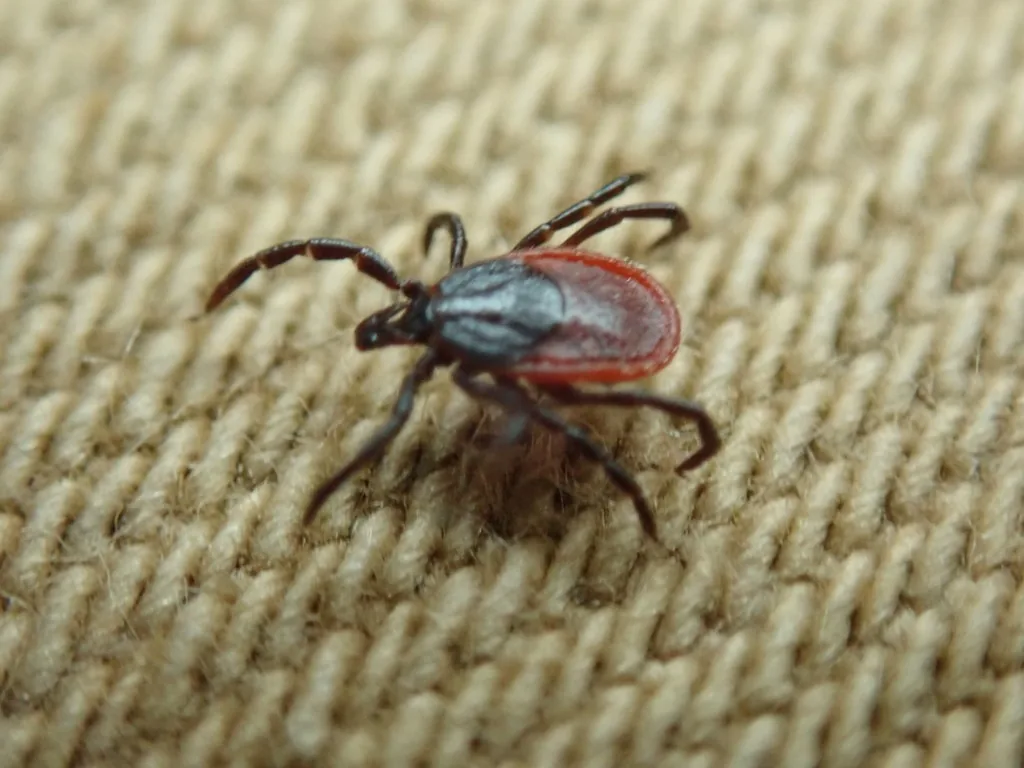 Adult female western blacklegged tick on fabric, with black legs, a dark shield behind the head and a reddish-orange abdomen