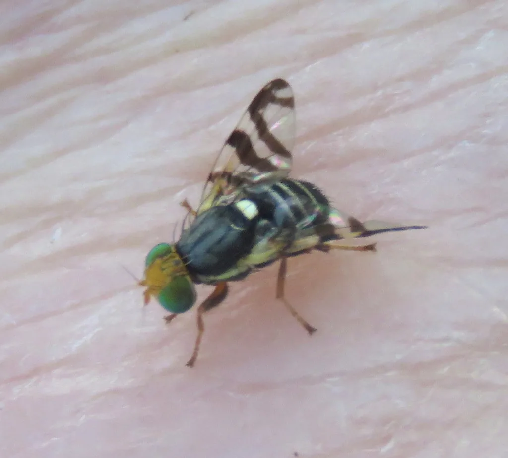 Western cherry fruit fly with dark-banded wings