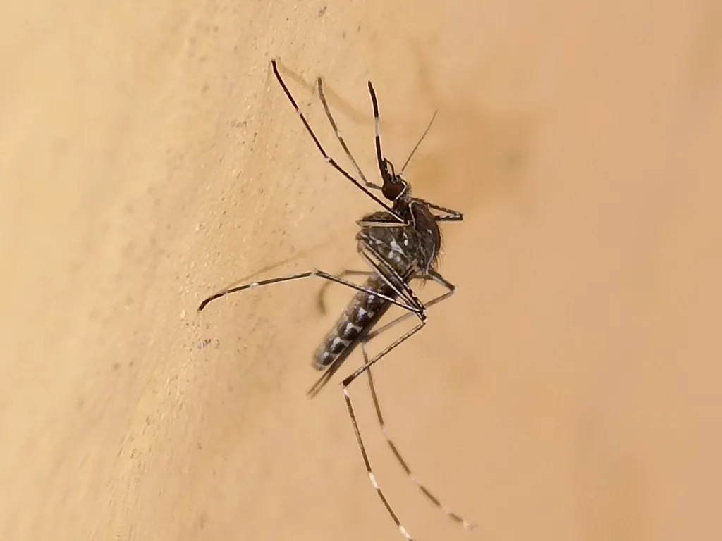 Western encephalitis mosquito resting on a tan wall, showing white bands on its legs and pale bands across its dark abdomen