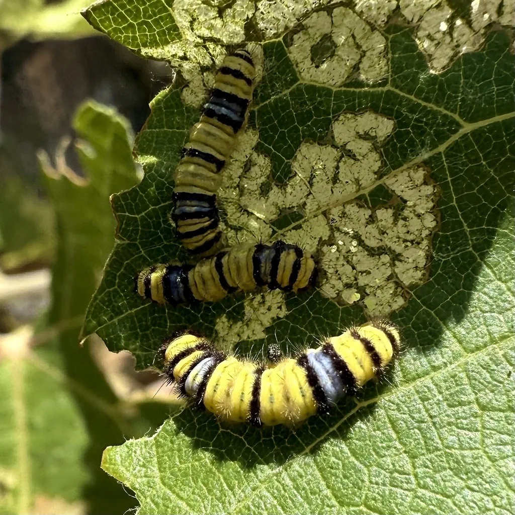 Row of western grapeleaf skeletonizer caterpillars, yellow with purple and black bands, feeding side by side on a leaf