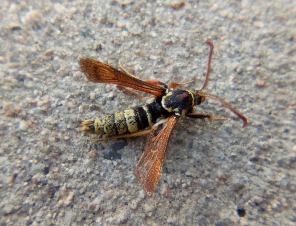 Western poplar clearwing, a wasp-like moth with orange-brown forewings and a yellow and black banded abdomen