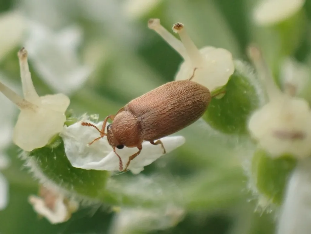 Western raspberry fruitworm adult, a small yellowish-brown beetle, on a flower