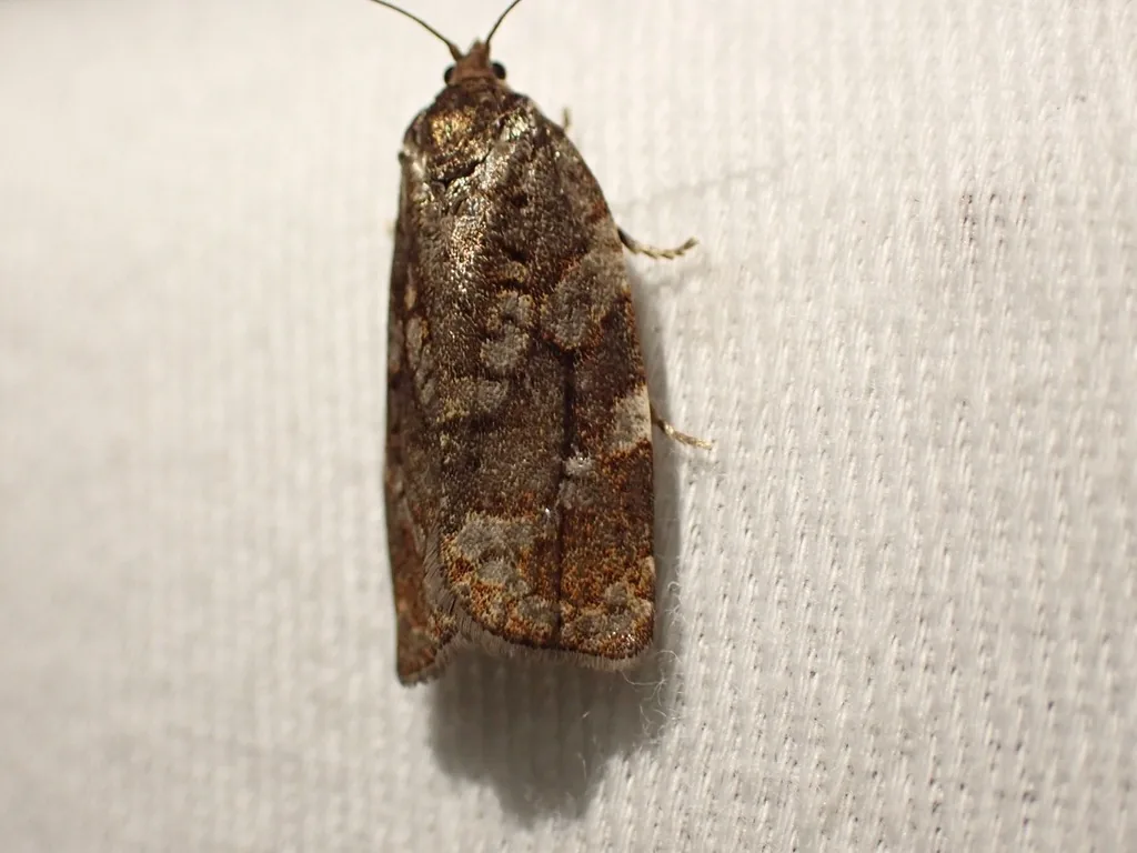 Western spruce budworm moth, mottled orange-brown, resting on a pale surface
