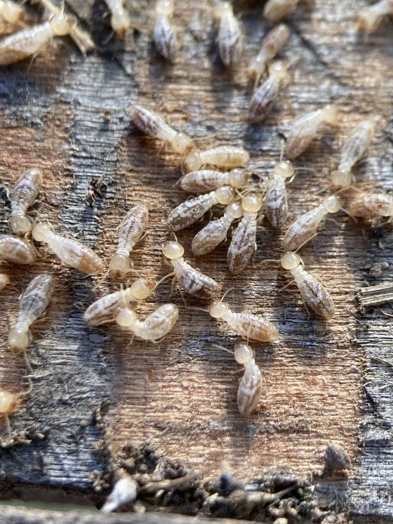 A cluster of pale cream western subterranean termite workers crawling over weathered, darkened wood