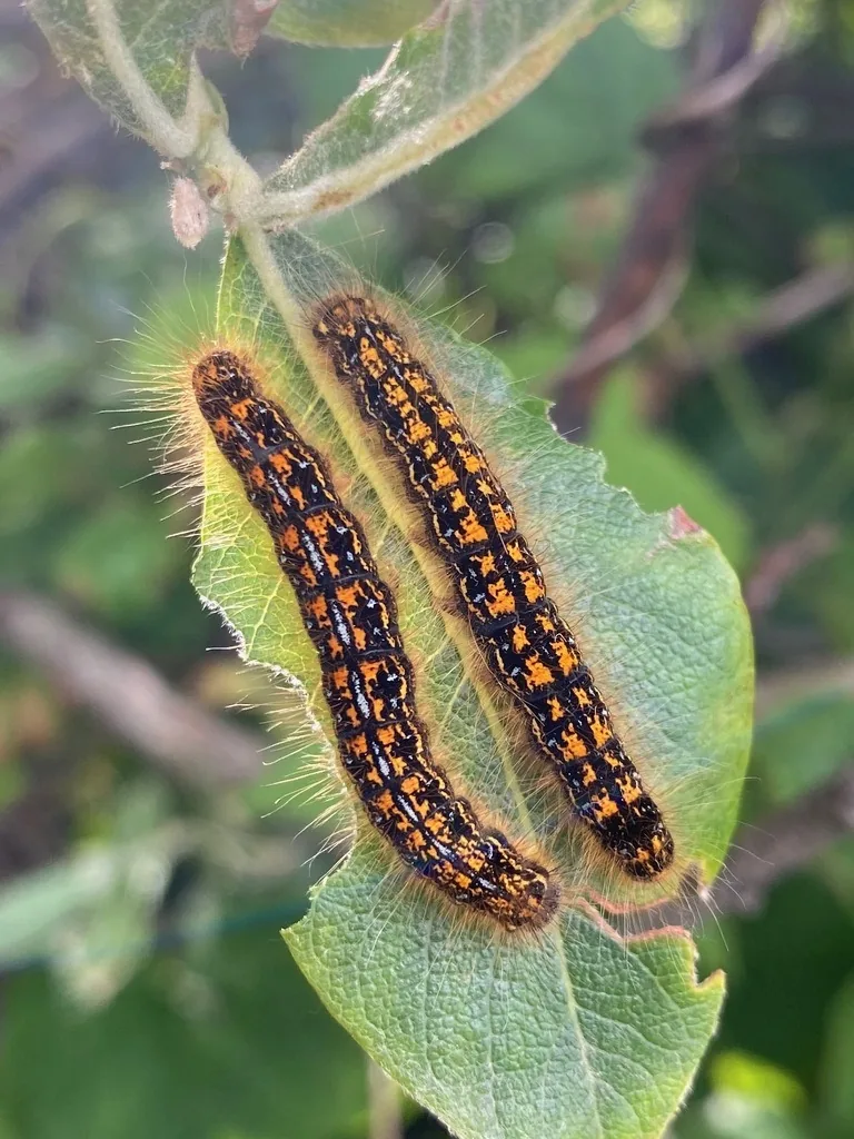Two western tent caterpillars, dark hairy larvae with orange markings, feeding on a green leaf