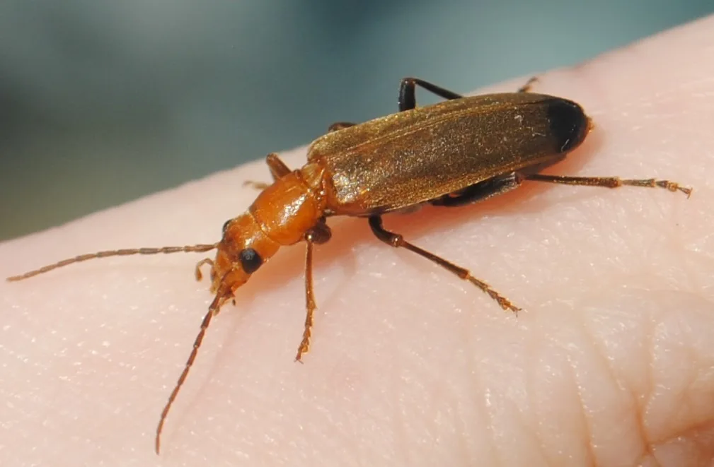 Adult wharf borer, a slender orange beetle with dark wing tips and long antennae, on a person's hand