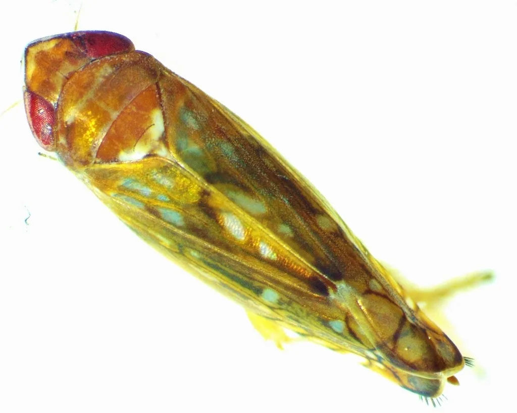 Adult white-banded elm leafhopper, golden amber with reddish eyes, seen from above