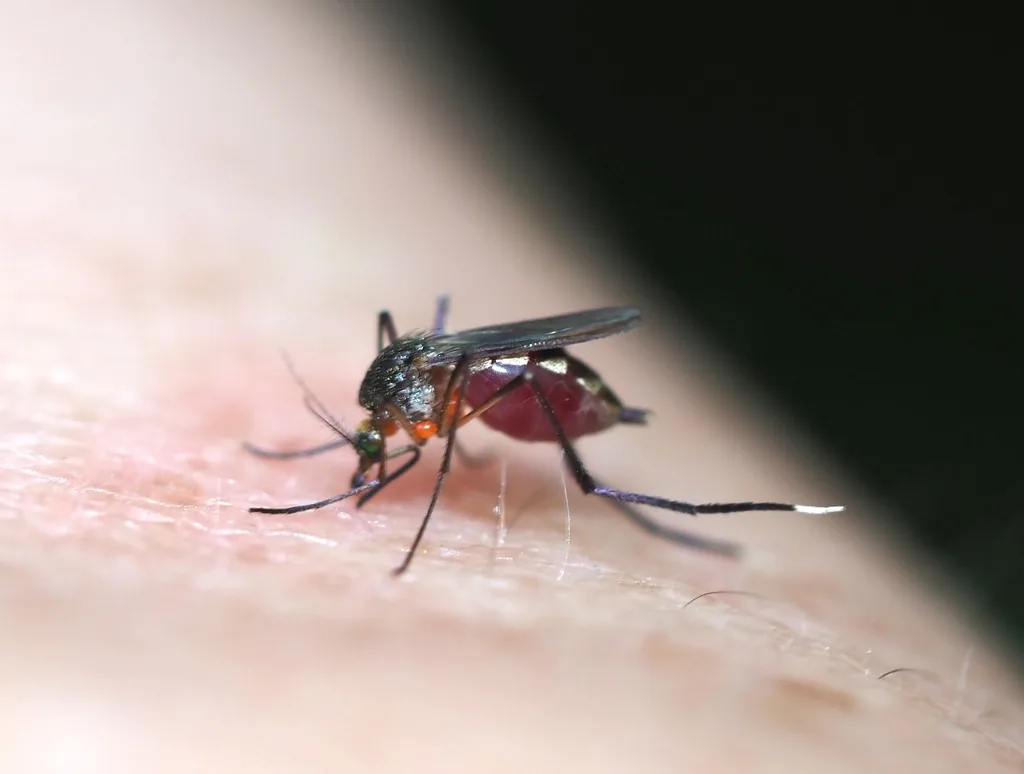 Psorophora ferox mosquito biting skin, dark with white-tipped hind legs