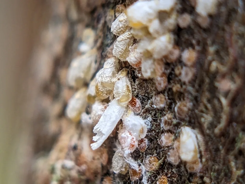 White peach scale, crowded white armored scale covers encrusting tree bark
