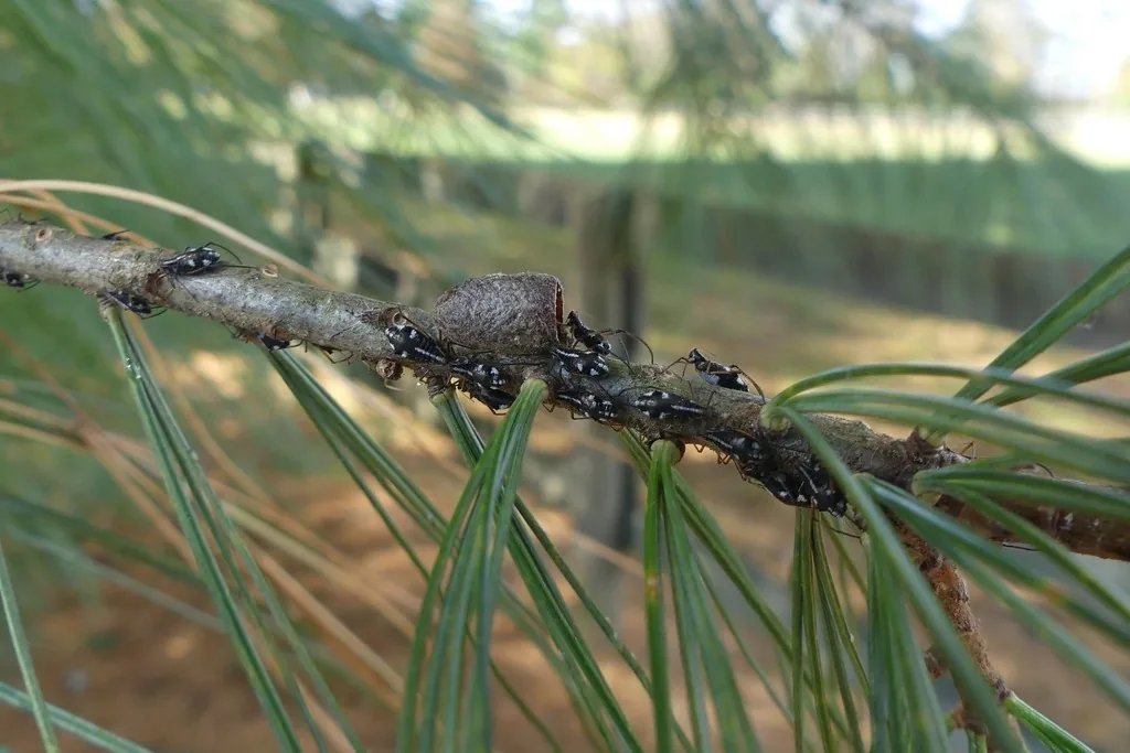 White pine aphids, large black aphids, on a white pine twig