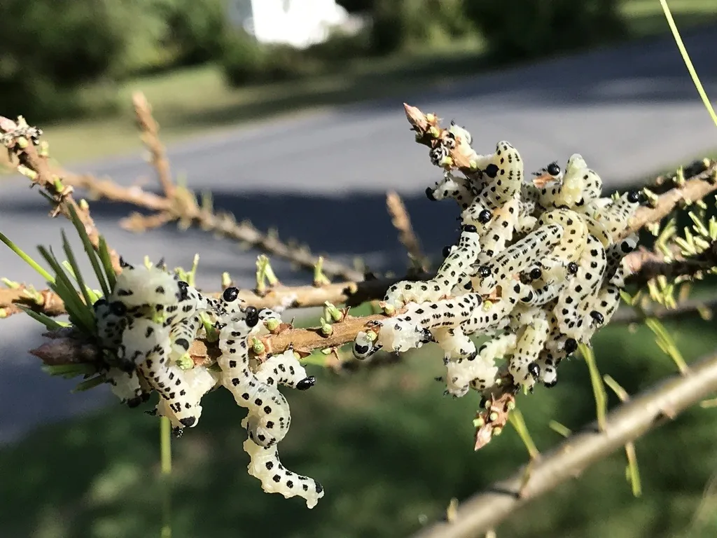 A colony of pale yellow, black-spotted white pine sawfly larvae feeding on a stripped pine branch