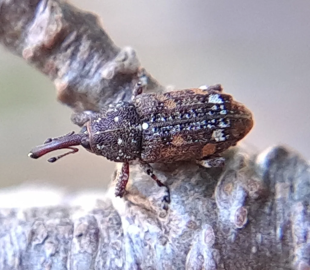White pine weevil, a mottled brown snout beetle with pale patches, on a branch