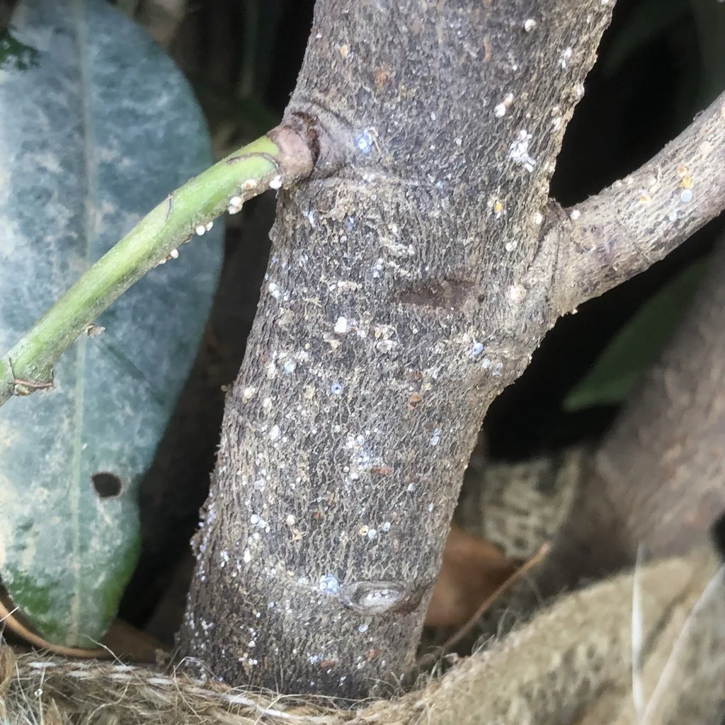 White prunicola scale covers scattered on a woody stem