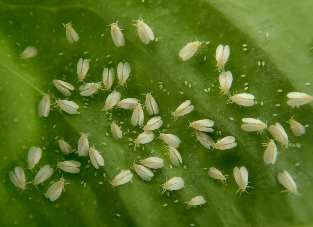 Dozens of greenhouse whitefly adults, tiny insects with powdery white wings, clustered on the underside of a green leaf