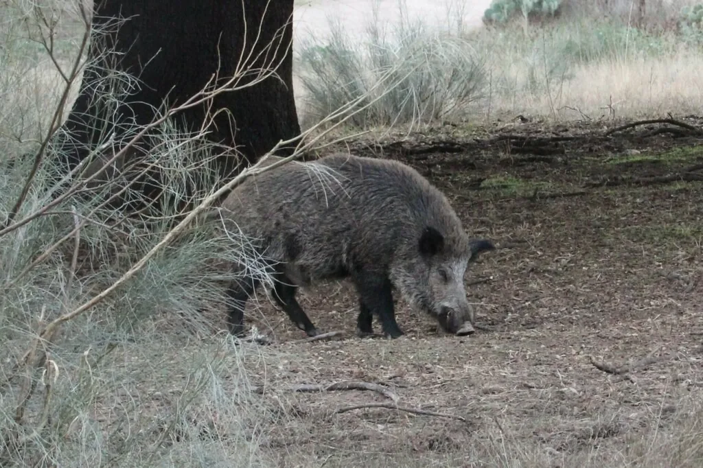 Dark gray bristly wild pig with a long snout rooting in bare dirt beside a tree trunk