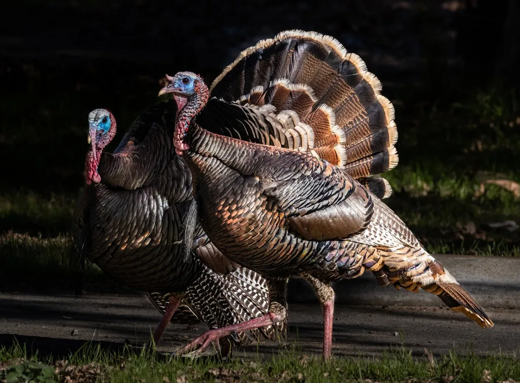 Two male wild turkeys strutting side by side with tail feathers fanned, showing bronze body feathers and bare blue and red heads