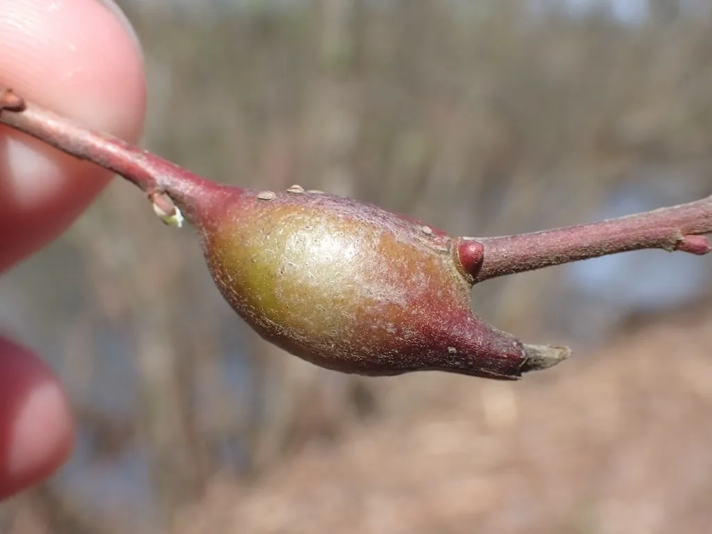 Swollen reddish beak-shaped gall on a willow twig