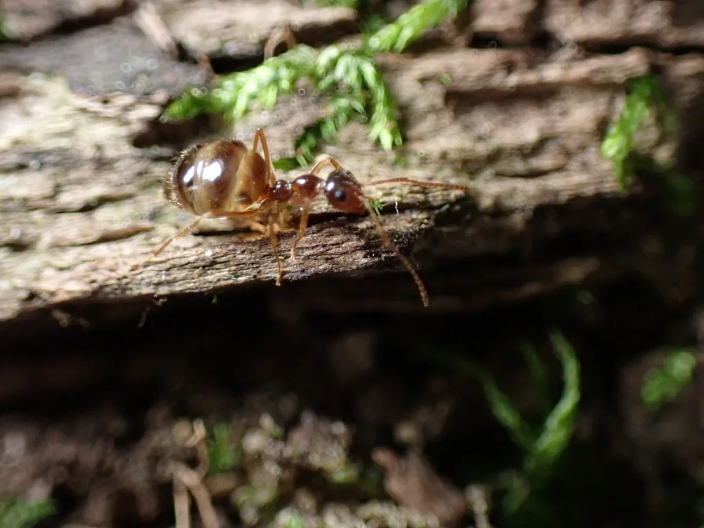 Winter ant worker with a swollen, shiny amber abdomen walking along a mossy log