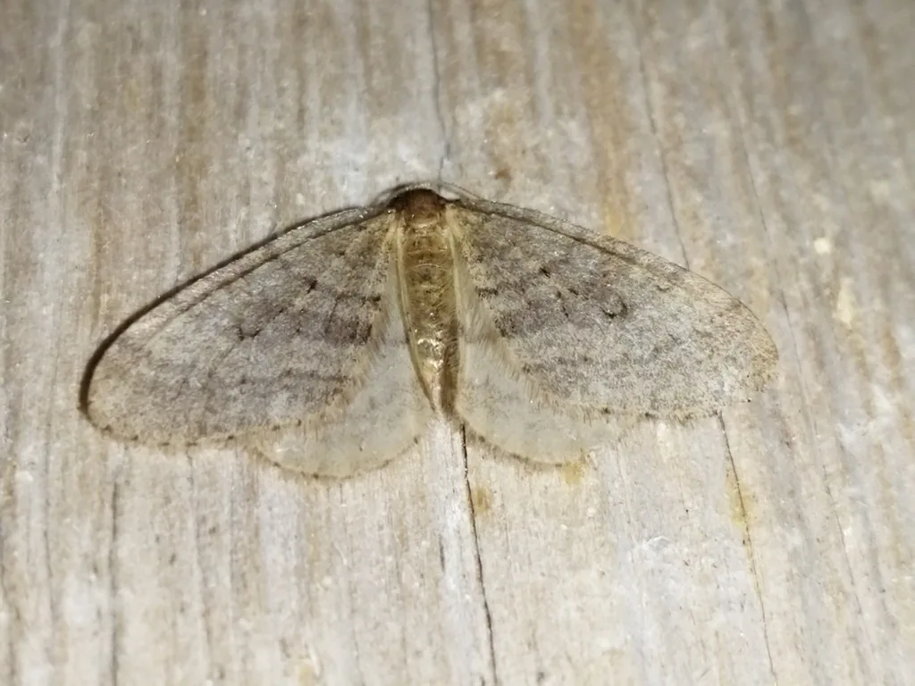 Winter moth male, a small moth with light brown, finely patterned wings, on wood