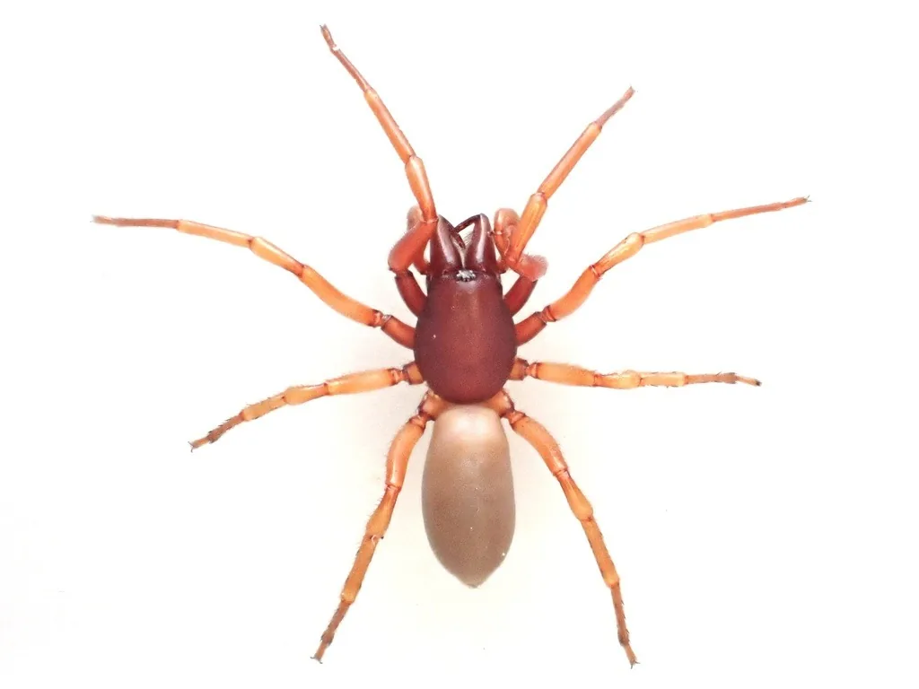 Woodlouse spider with a dark red head and legs and a pale pinkish-tan abdomen, seen from above on a white background