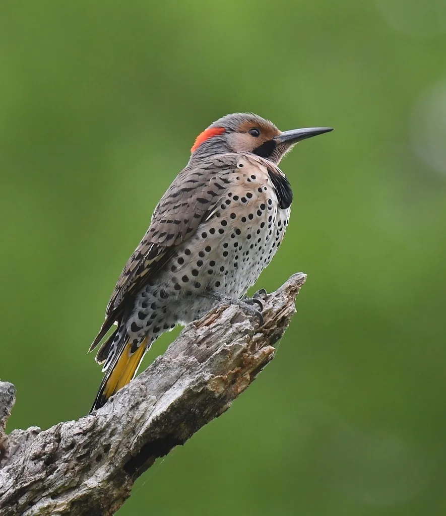 Northern flicker woodpecker with a spotted buff breast, black bib and red nape patch, perched on a dead branch