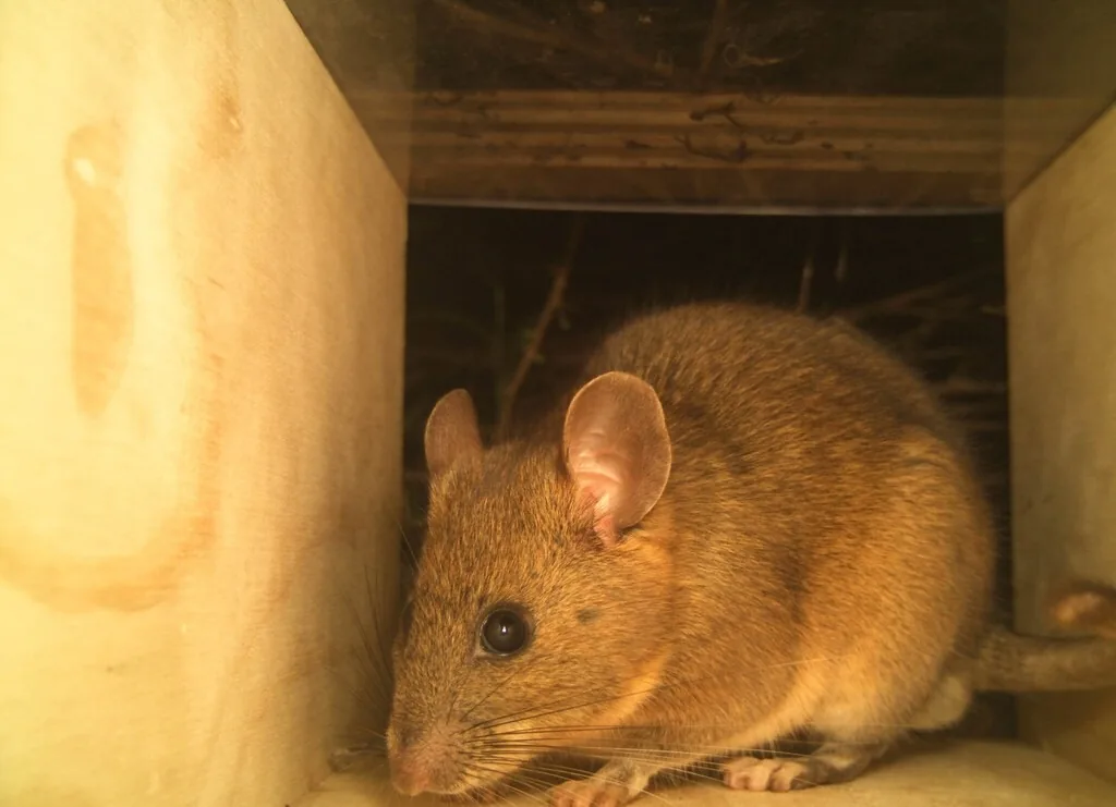Woodrat with large rounded ears, big dark eyes and soft cinnamon-brown fur, sitting inside a wooden nest box
