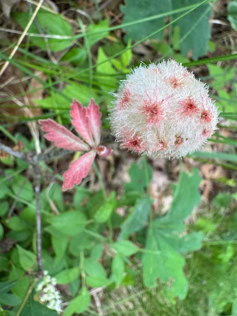 Fluffy white wool sower gall with pink spots on an oak twig