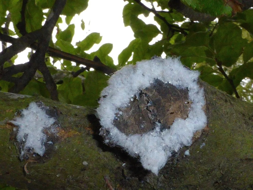 White, cottony wax masses of woolly apple aphid colonies on apple tree bark