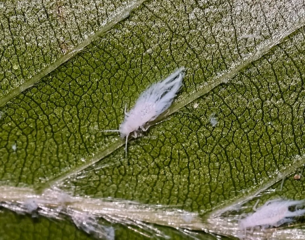 Woolly beech aphids covered in white wax on the underside of a beech leaf