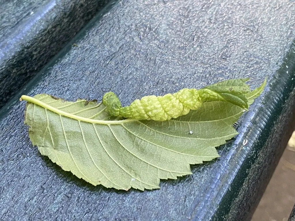 Elm leaf rolled under along its edge by woolly elm aphids