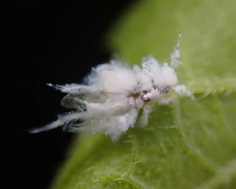 Fuzzy white wax-covered woolly hackberry aphid on a leaf