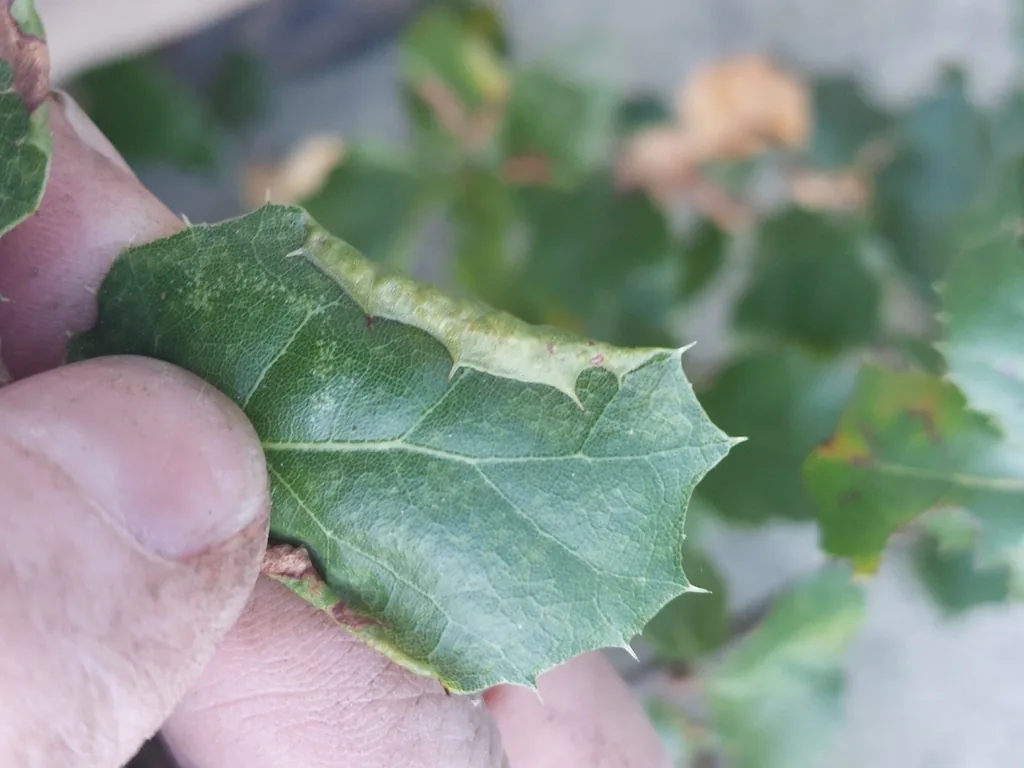 Oak leaf curled by woolly oak aphid feeding