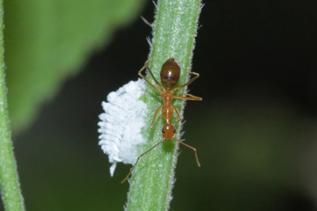Yellow crazy ant, a slender orange ant with long legs and antennae, tending a mealybug on a stem