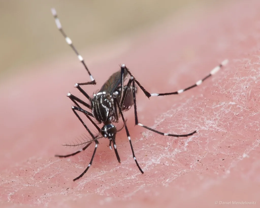 Yellow fever mosquito feeding on skin, a dark mosquito with white markings on the thorax and black legs banded with white