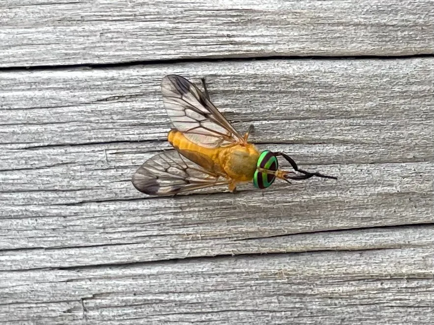 Yellow fly, a yellow-bodied fly with green banded eyes and dark-tipped wings, on weathered wood