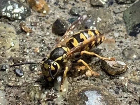 Western yellowjacket worker on gravel, black with bright yellow bands