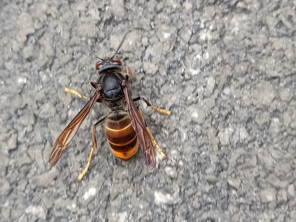 Yellow-legged hornet, a dark hornet with an orange-yellow band near the tip of the abdomen and yellow-tipped legs