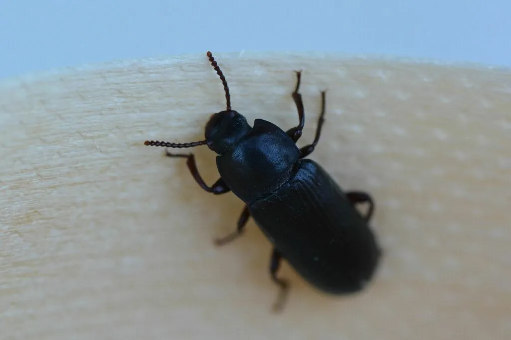 Adult yellow mealworm beetle seen from above on a pale surface: an elongate, shiny black beetle with grooved wing covers and beaded antennae