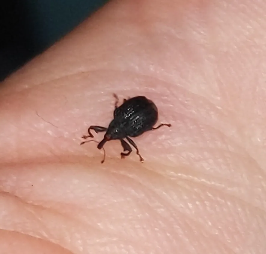 Yellow poplar weevil, a small black snout beetle, on a person's hand