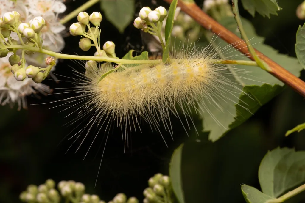 Yellow woollybear caterpillar covered in long pale yellow hairs on a flowering shrub
