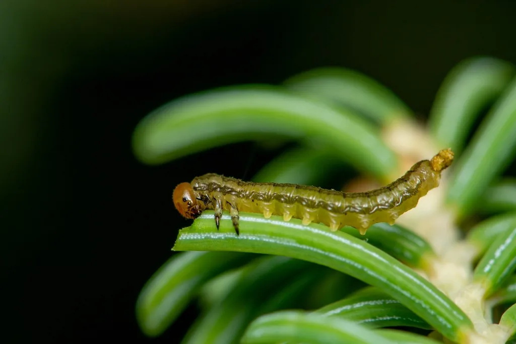 Yellowheaded spruce sawfly larva, olive green with a yellow-brown head, on spruce needles