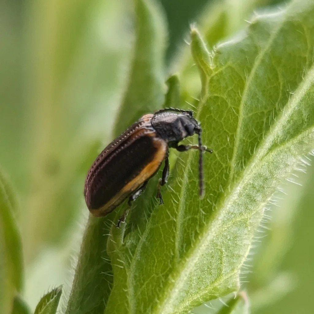 Yellowmargined leaf beetle, a dark bronze beetle with yellowish wing-cover edges, on a hairy leaf