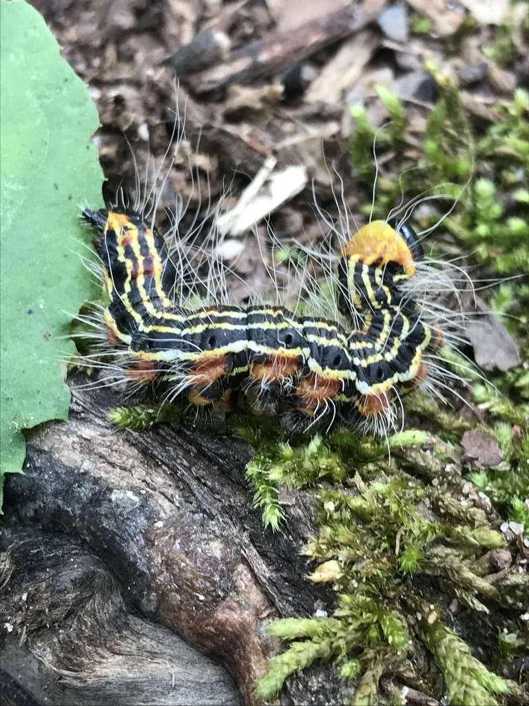 Yellownecked caterpillar on the ground, black with yellow stripes and an orange patch behind the head