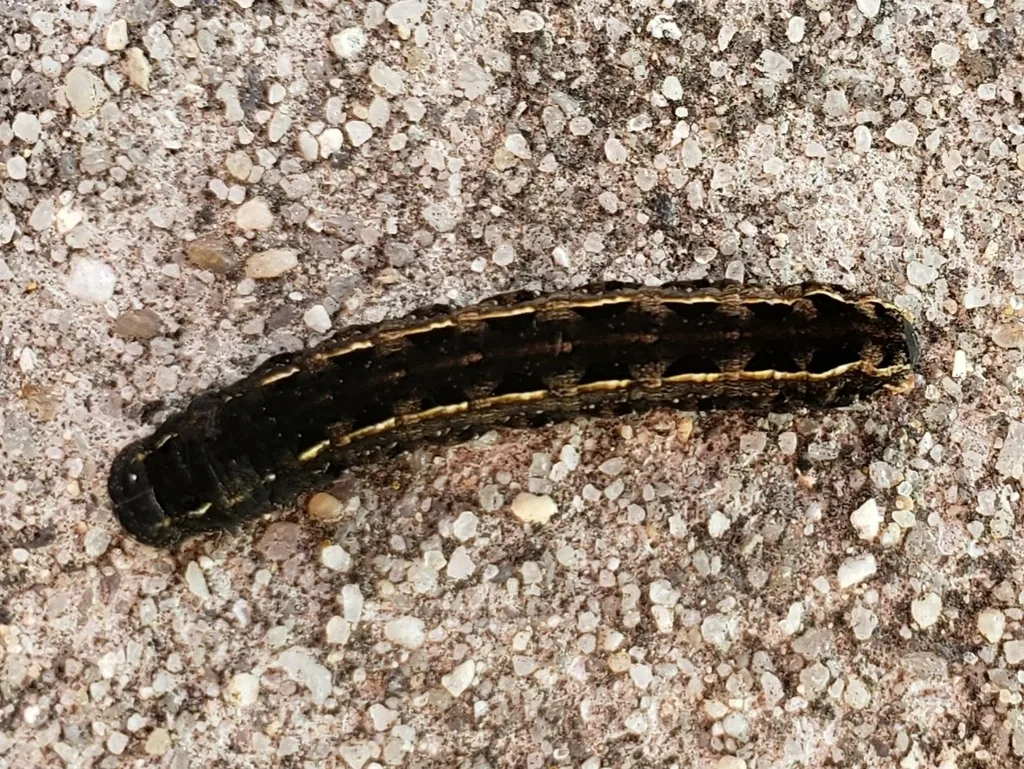 Yellowstriped armyworm caterpillar, dark with black triangles and a yellow stripe along each side, on gravel