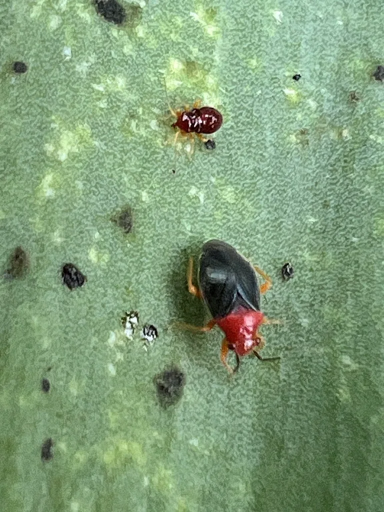 Yucca plant bug adult and nymph on a stippled yucca leaf with black excrement spots